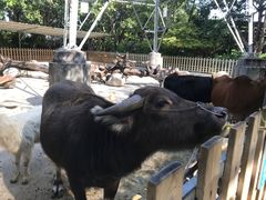-广州长隆飞鸟乐园