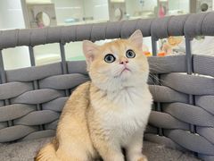 -lincat·猫舍(广州店)