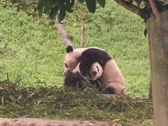 -中国大熊猫保护研究中心雅安碧峰峡基地
