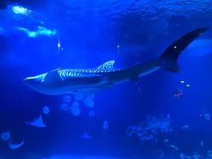 -烟台海昌鲸鲨海洋公园