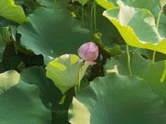 -莲花池公园