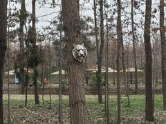 -合肥滨湖国家森林公园