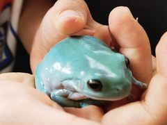 -酷以爬仙阁实体爬宠店·守宫·蜥蜴·专业繁育