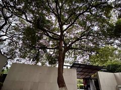 -九里云松·天香餐厅