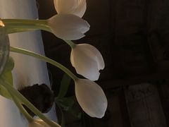 -春风十里咖啡馆