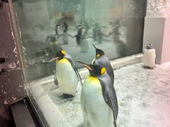 -大连圣亚海洋世界