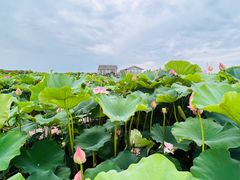 -陈家山荷花公园