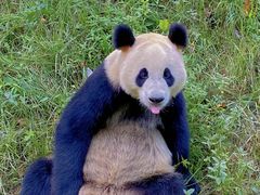 -都江堰中华大熊猫苑
