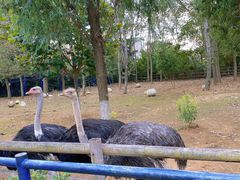 -大连森林动物园