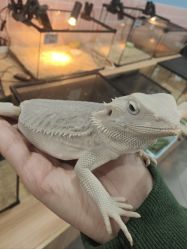 -Moni星球萌宠·小马宝莉·灵蛇·高端高阶全萌宠互动体验俱乐部(红豆国际广场店)