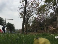 -野狸岛
