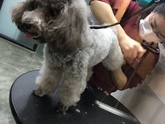 -PETKIT小佩宠物·低压洗护(国顺东路店)