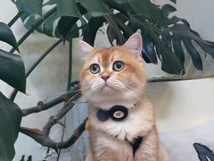 -小意思咖啡店(草桥店)