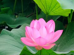 -莲花池公园