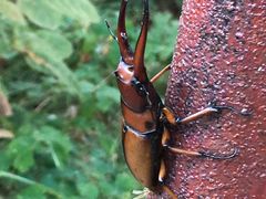 -鲁山国家森林公园