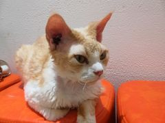 -1013 PET SHOP精品宠物商店(丁香店)