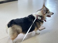 -爱妮康宠物医院·干细胞免疫细胞·肿瘤·心脏(张江店)