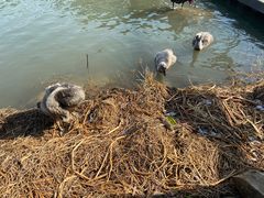 -昆山城市生态森林公园