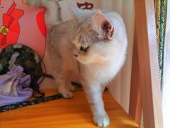 -Sweet cat·星愿猫咖(国贸大厦店)