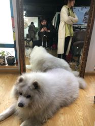 -英刺青 纹身 洗纹身