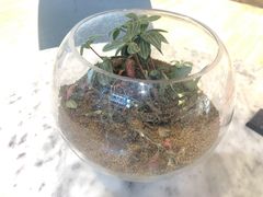 -宝珠奶酪(浦东金桥店)
