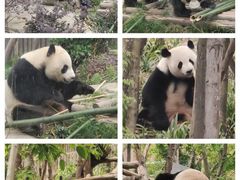 -成都大熊猫繁育研究基地