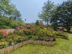-中国科学院西双版纳热带植物园