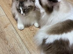 -白兔子密室(长寿路店)