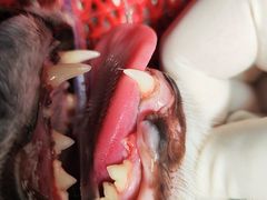 -喜多萌中农锦绣动物医院24H·猫科·牙科MRI·CT