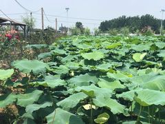 -同銮特种养殖场·龙虾垂钓