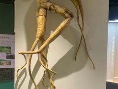-广东中医药博物馆