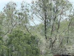 -大湾区中央湿地公园