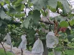 -马陆小张葡萄园农家乐