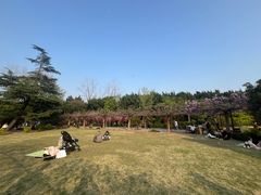 -嘉定紫藤园