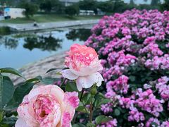 -上海辰山植物园