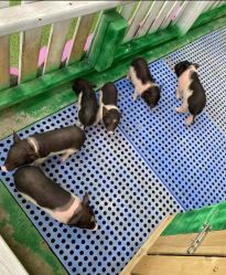 -萌宠亲子动物乐园(槐房万达店)