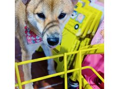 -柴犬高等学院·狗咖·柴犬售卖·宠物训练