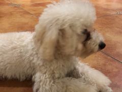 -more than meow吴止猫主题餐厅(承德 中船汇店)