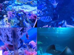 -太平洋海底世界