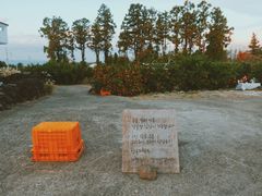-柑橘农场