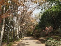 -昆明植物园