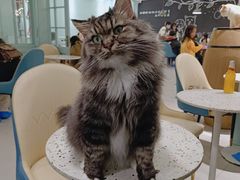 -安格丽娜·狗咖·猫咖羊驼咖(春熙路百盛商场店)