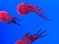 -上海海洋水族馆