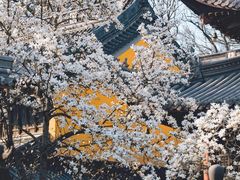 -灵谷景区