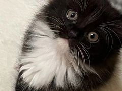 -贝康宠物医院·犬猫全科·小动物特色诊疗中心(东环路店)