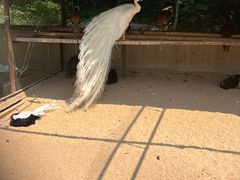 -秦皇岛野生动物园