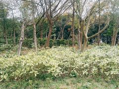 -白鹭湾湿地公园