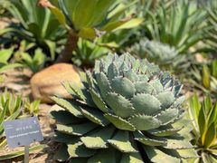 -深圳仙湖植物园