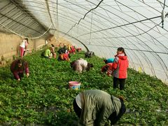 -昌平兴寿秀秀草莓采摘园