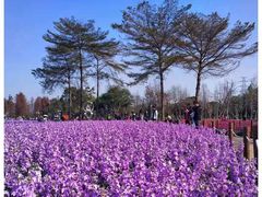 -顺峰山公园